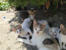 Котята в добрые руки