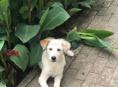 ПРОПАЛА СОБАКА кличка Буся 