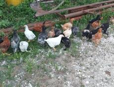 Продаются 