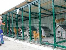 Нужна помощница в приют для животных