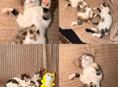 Котята  в добрые руки 