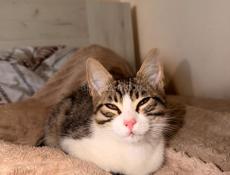Котята  в добрые руки 