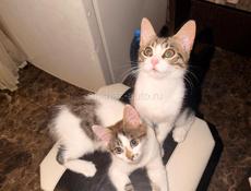Котята  в добрые руки 