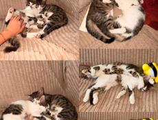Котята  в добрые руки 