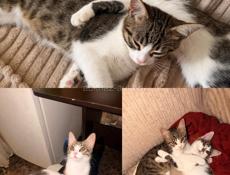 Котята  в добрые руки 