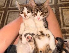 Котята  в добрые руки 