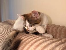 Котята  в добрые руки 
