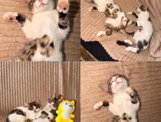 Котята  в добрые руки 
