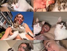 Котята  в добрые руки 
