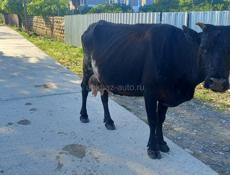 Продам дойную корову