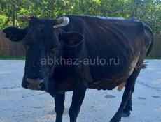 Продам дойную корову