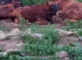 Бык 🐂 коза 🐐 Корова 🐄 
