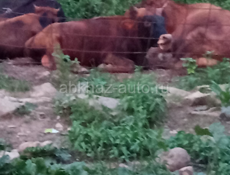 Бык 🐂 коза 🐐 Корова 🐄 