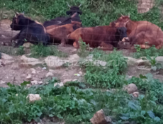 Бык 🐂 коза 🐐 корова 🐄 