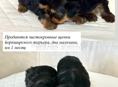 Чистокровные щенки йоркширского терьера