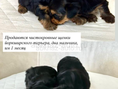 Чистокровные щенки йоркширского терьера