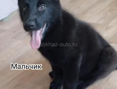 Немецкая овчарка