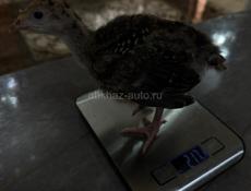 индюшата
