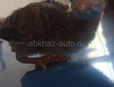 Продаю́ цесарят 12 дневных. 