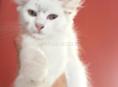Белый котёнок мальчик