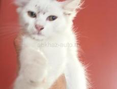 Белый котёнок мальчик