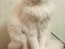 Белый котёнок мальчик