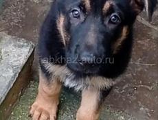 Немецкая овчарка