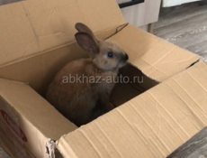 Кролик с клеткой 