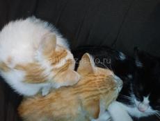 Отдам котят 