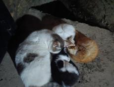 Отдам котят 