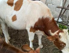 Продаю 
