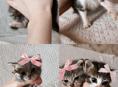 ОТДАЮ КОТЯТ!!.В ДОБРЫЕ РУКИ🌼