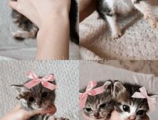 ОТДАЮ КОТЯТ!!.В ДОБРЫЕ РУКИ🌼