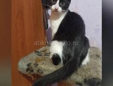 Котатя 3 месяца