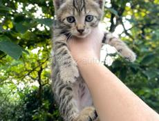 срочно отдам котят