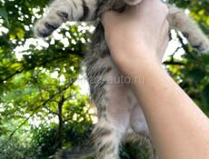 срочно отдам котят