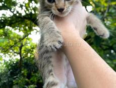 срочно отдам котят