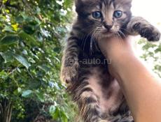 срочно отдам котят