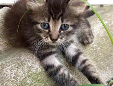 срочно отдам котят