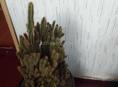 Продаю цветы