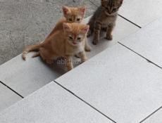 Отдам котяток в добрые руки бесплатно 