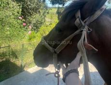 Пропала лошадь 