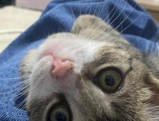 Породистый котенок