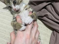 Породистый котенок