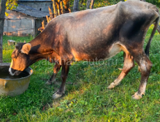 Продается коровы 