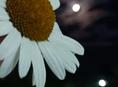 Срочно сниму квартиру за 20-25