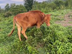 Продаю Телку 85-90кг