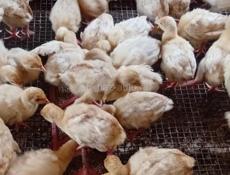 Продаются индюшки р.очамчира с. Илор все по телефону