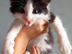 Кошечка