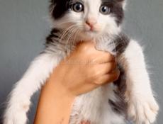 Кошечка